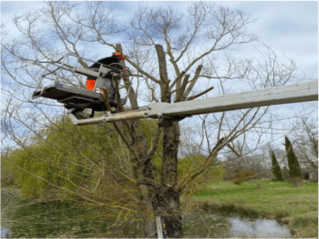 etetage-et-elagage-arbre